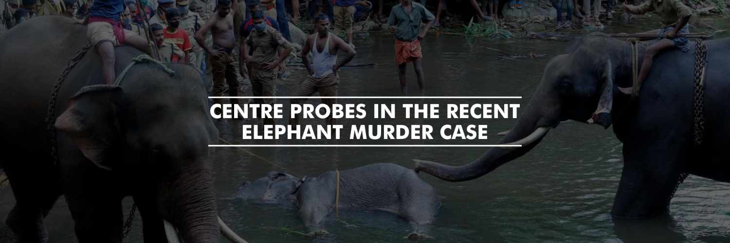 Centre seeks report from Kerala govt on ‘Cracker’ killing of pregnant elephant