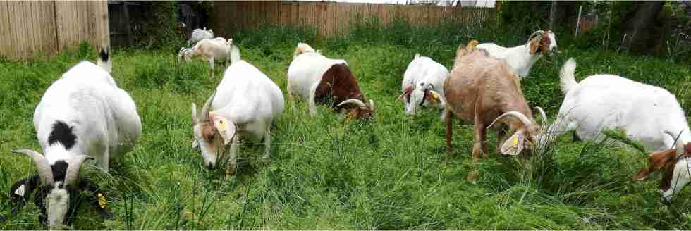 15 Goats Detained and Fined Rs 3000 Each in Telangana for Grazing on Saplings