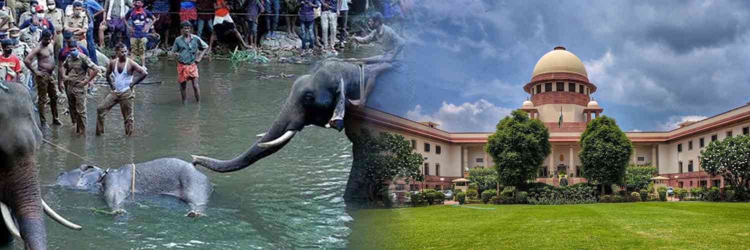 Supreme Court seeks response from Centre and 13 other States in a PIL on Barbarity Against Animals