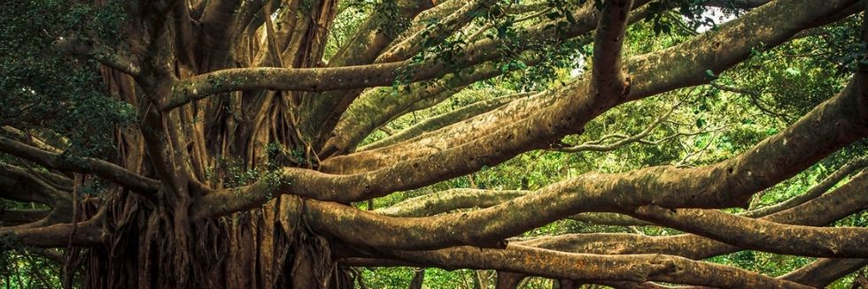 Delhi High Court Came to Rescue a 30-year Old Banyan Tree in Chandni Chowk Against Illegal Construction