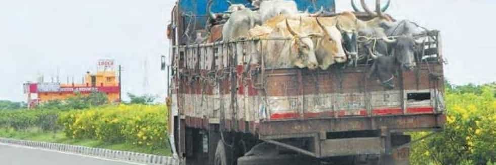 Gurugram Truck Driver thrashed with hammers and rods for transporting beef; FIR registered