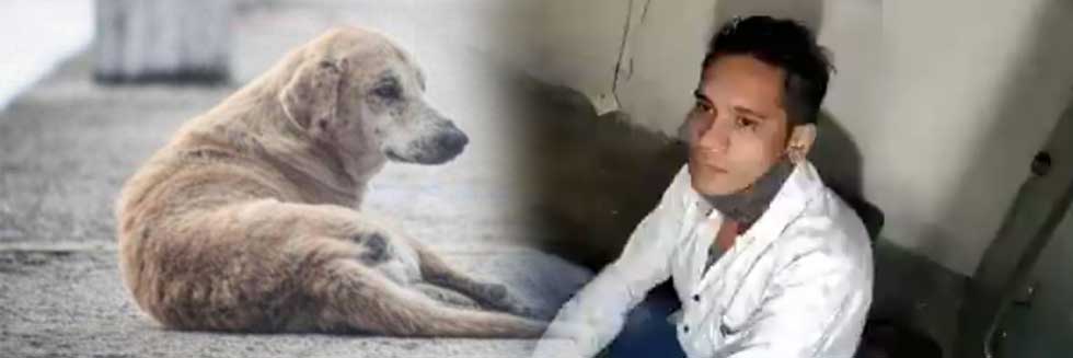 25-Year Old Man Held for Throwing Street Dog Into Bhopal Lake After Video Went Viral