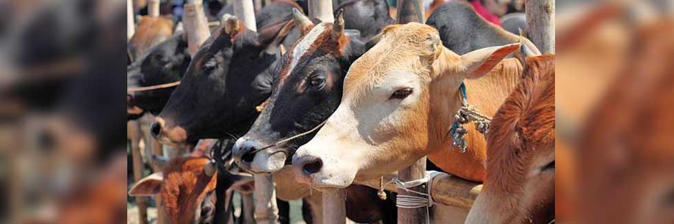 Laws against Cow Slaughter Being Misused in UP – Allahabad High Court