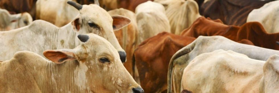 “Possession of Skin of Dead Cows, Bullocks Not An Offence”: Bombay High Court