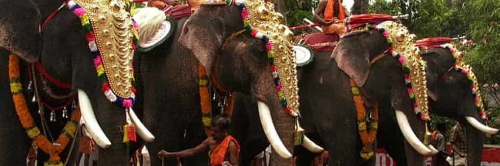 Consider to Prohibit Private Ownership of Elephants by Temples, Individuals: Madras High Court