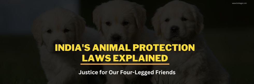 Justice for Our Four-Legged Friends: India’s Animal Protection Laws Explained