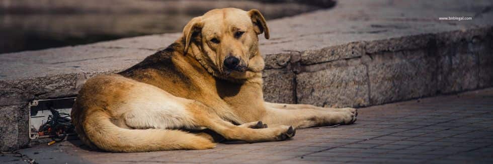 Punjab and Haryana High Court Decides Stray Dog Bite Compensation, Victims To Get Rs 10,000 Per Tooth Mark