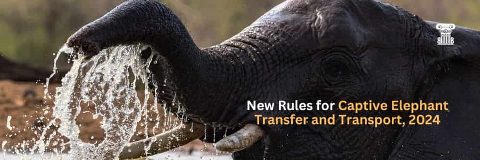 New Rules for Captive Elephant Transfer and Transport , 2024